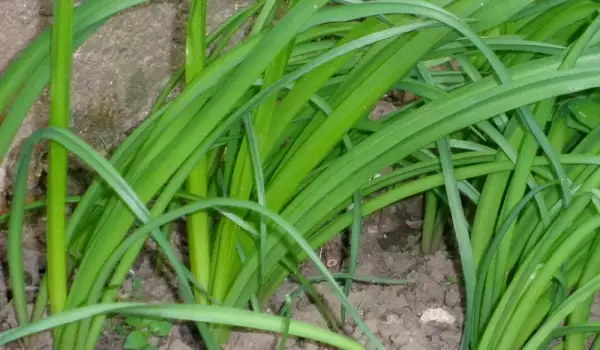 Ceapă ornamentală bulgărească verde
