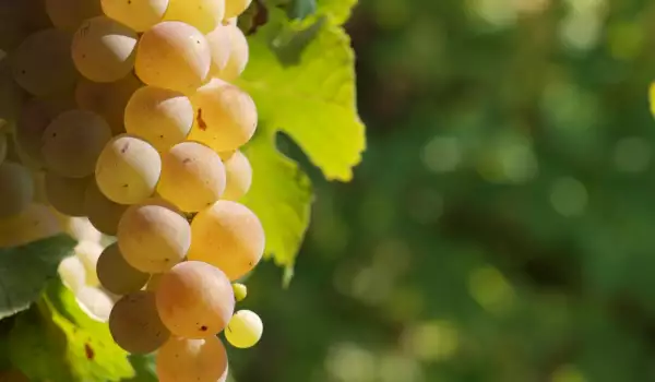 Sauvignon Blanc