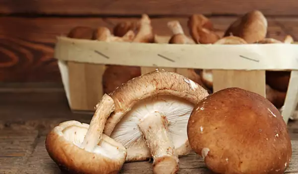 Beneficiile ciupercilor shiitake