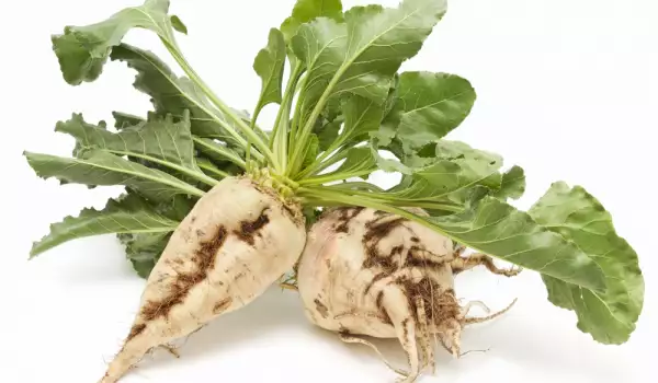 Sfeclă de zahăr