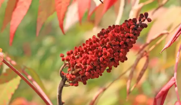 Sumac - plantă