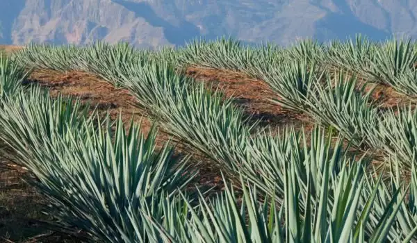 Agave pentru Tequila