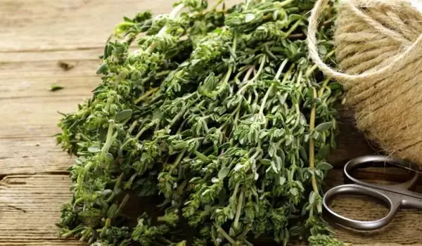 Cimbrul de câmp plantă medicinală