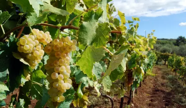 Soi Chardonnay