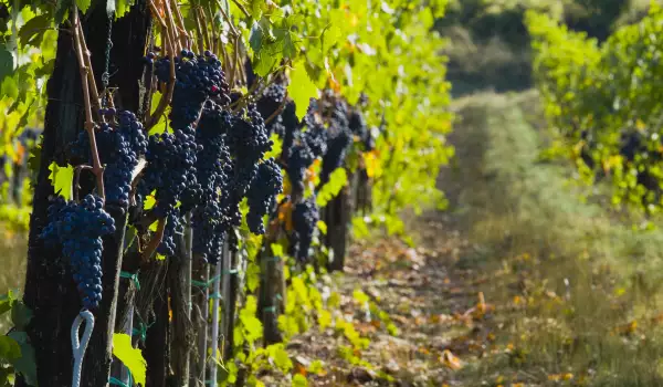 Struguri Pinot Noir
