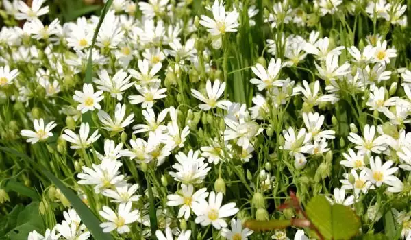 Rocoina (Stellaria Media)