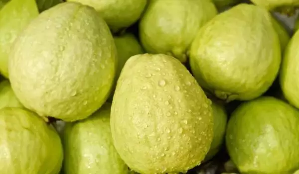 Guava