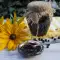 Dulceața de afine a bunicii