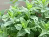 Menta obișnuită (de grădină)