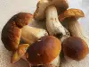 Cum se păstrează mânătărcile?